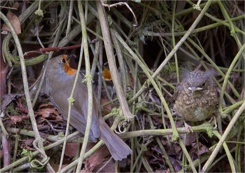 Tom Rose - Leaving the nest.jpg